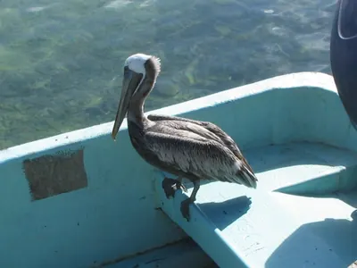 Tobaco bird — Placencia — 23 February 2007