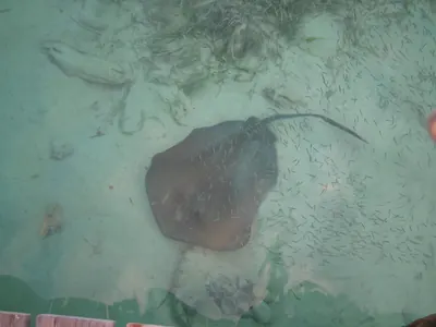 Stingray — Placencia — 23 February 2007