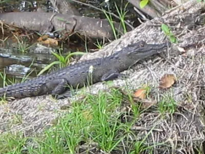 Croc — Orange Walk — 6 March 2007