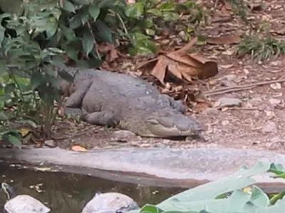B zoo croc — Orange Walk — 6 March 2007