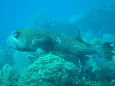 Bigfish — Utila — 8 January 2007
