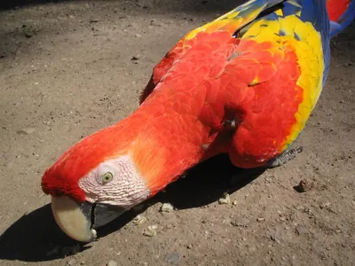 Bird — Copán — 13 February 2007