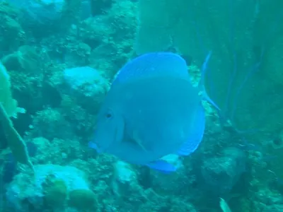 Bluefish — Utila — 6 January 2007
