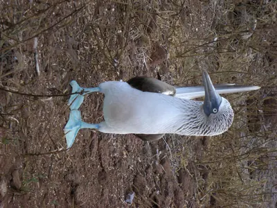 Boobie — The Galápagos Islands — 6 May 2007