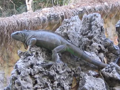 C zoo iguana — Orange Walk — 6 March 2007