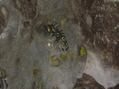 Cave art — Utila — 13 January 2007