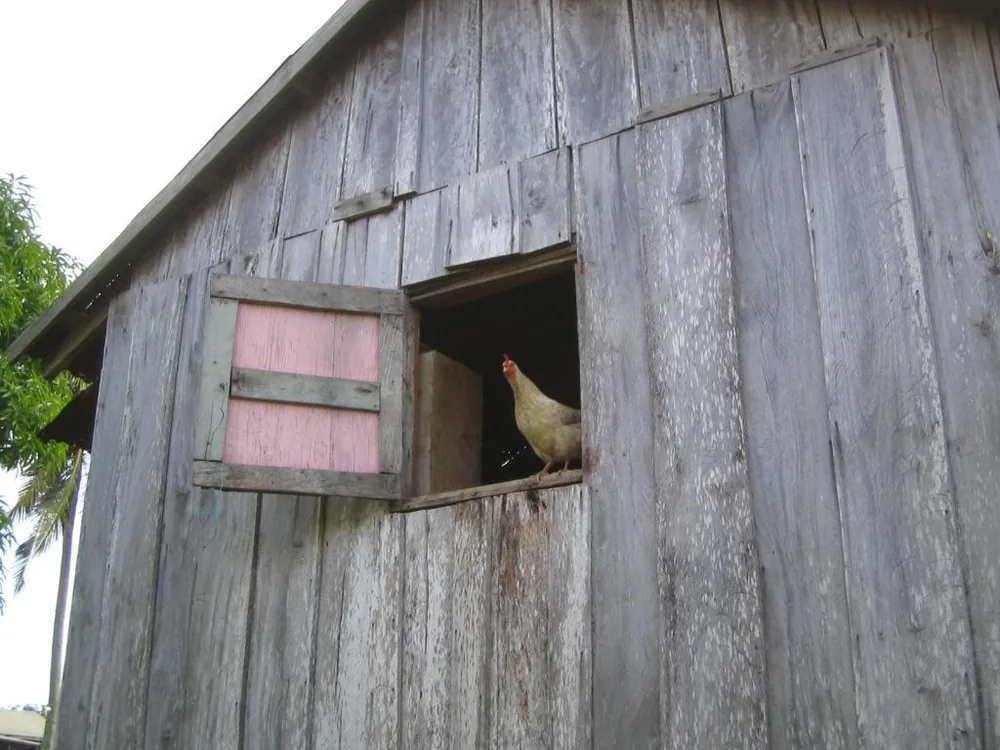 Chicken — La Moskitia — 5 February 2007