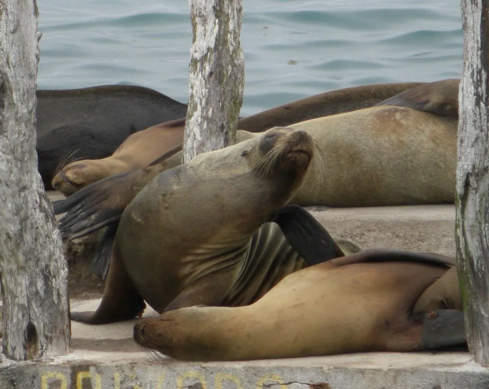 Close up seal 2 — The Galápagos Islands — 2 May 2007