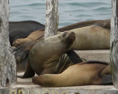 Close up seal 2 — The Galápagos Islands — 2 May 2007