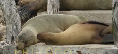 Closup seal — The Galápagos Islands — 2 May 2007