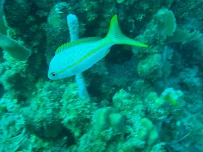 Fish — Utila — 6 January 2007