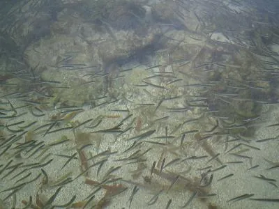 Fishies — Utila — 9 January 2007