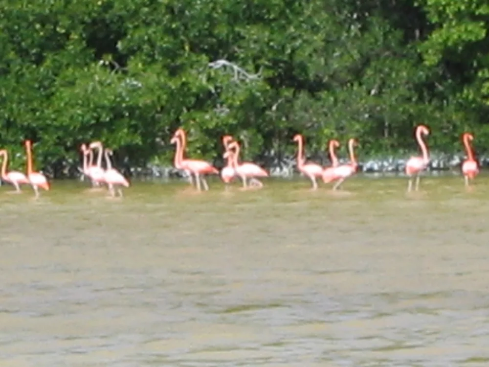 Flamingos — Celestún — 20 March 2007