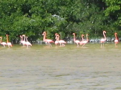 Flamingos — Celestún — 20 March 2007