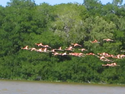 Flying — Celestún — 20 March 2007