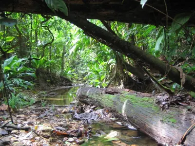 Forest — La Moskitia — 8 February 2007