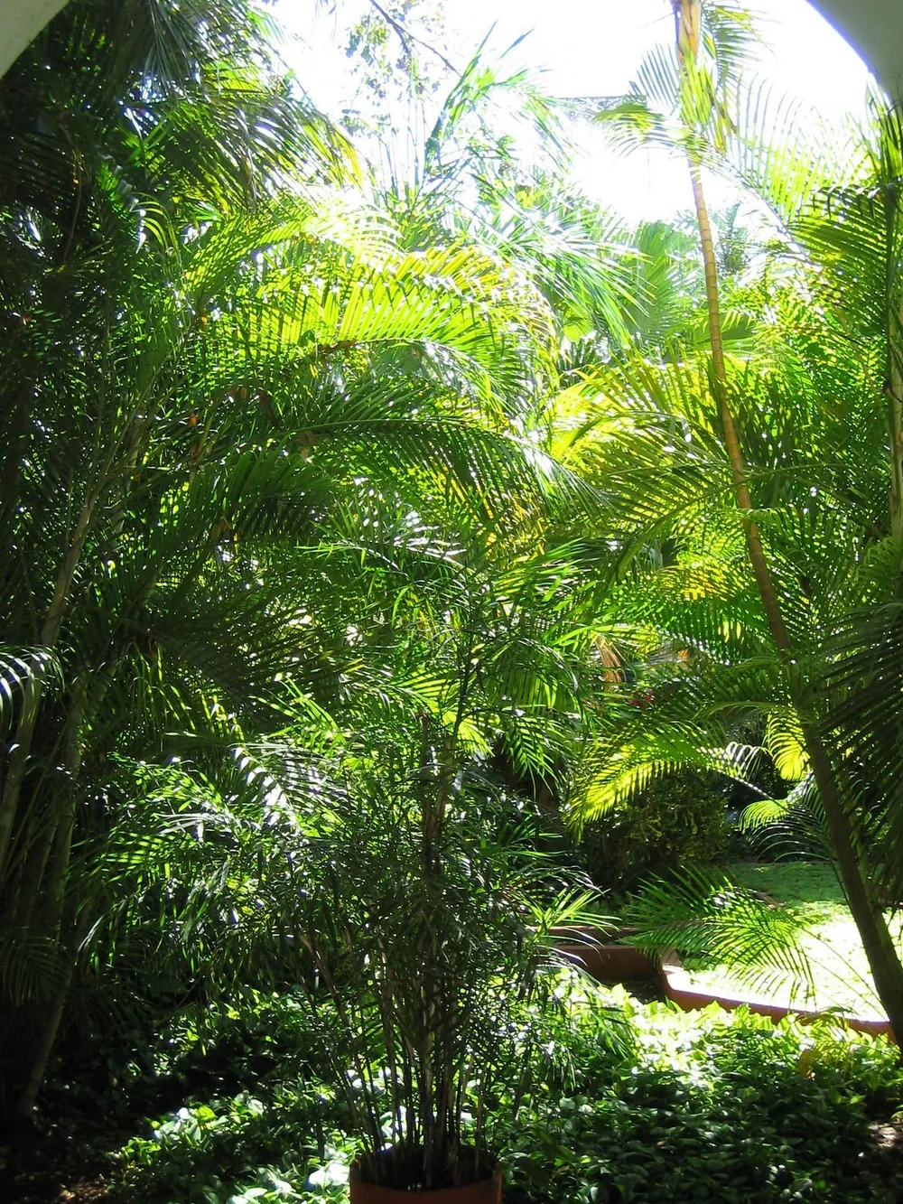 Garden — Mérida — 16 March 2007