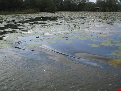 Lilies — Utila — 27 December 2006
