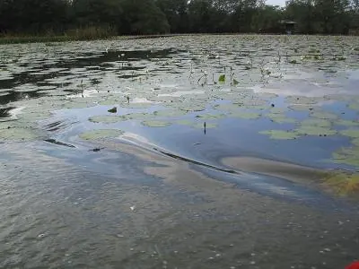 Lilies — Utila — 27 December 2006