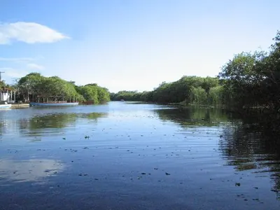 Mangrove — Antigua — 8 December 2006