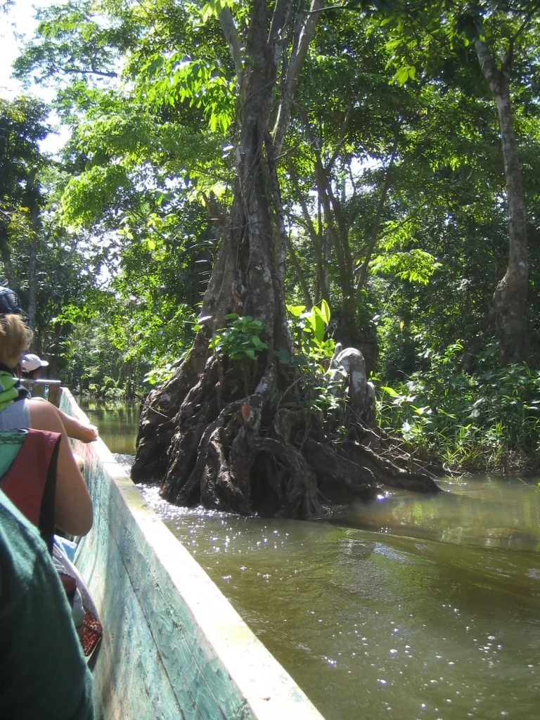Mangroves — La Moskitia — 5 February 2007