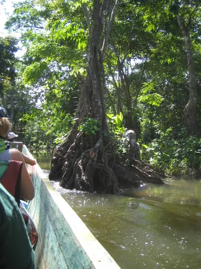 Mangroves — La Moskitia — 5 February 2007