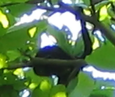 Monkey — Tela — 2 February 2007