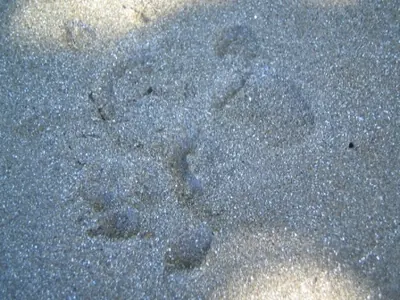 Panther tracks — Tela — 2 February 2007