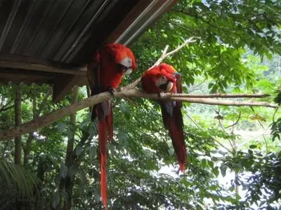 Parots — La Ceiba — 30 January 2007