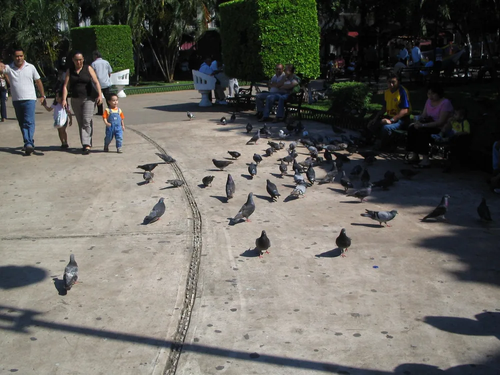 Pigeons — Mérida — 18 March 2007