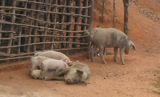 Piggies — La Moskitia — 4 February 2007
