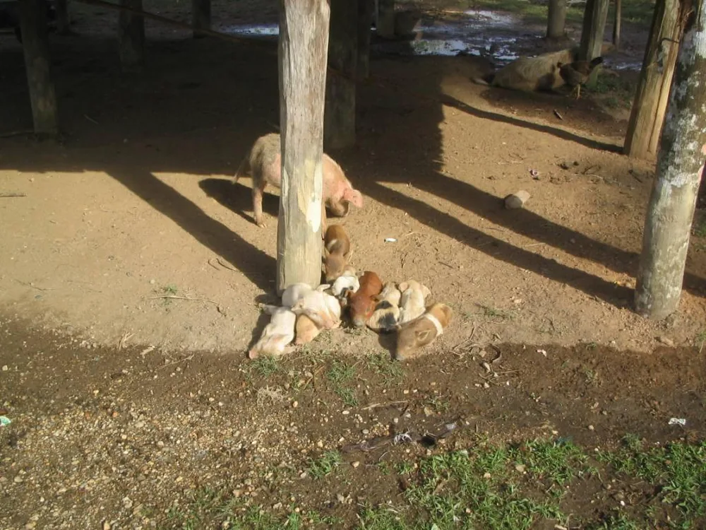 Piggies — La Moskitia — 7 February 2007