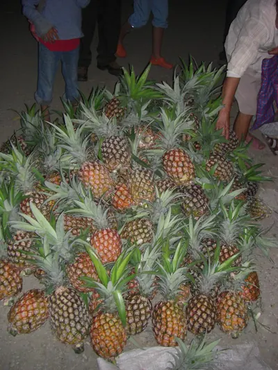 Pineapples — Manú jungle — 31 May 2007