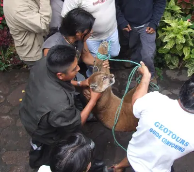 Puma — Baños — 9 May 2007