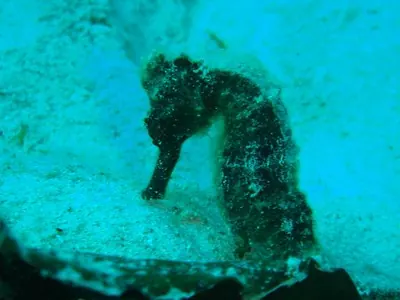 Seahorse — Utila — 6 January 2007