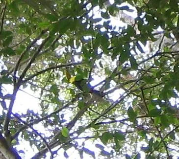 Toucan — Tikal — 17 February 2007