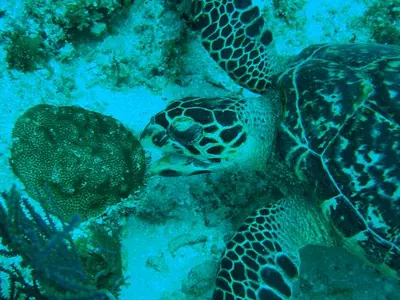 Turtle — Utila — 8 January 2007