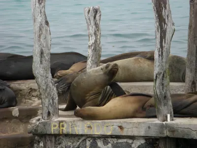 The Galápagos Islands — 2 May 2007