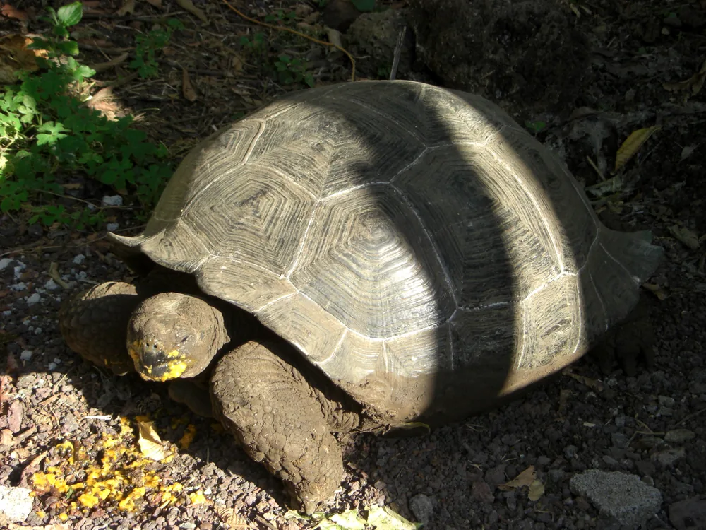 The Galápagos Islands — 3 May 2007