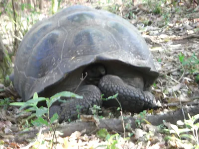 The Galápagos Islands — 3 May 2007