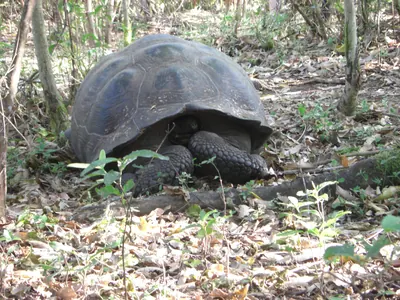 The Galápagos Islands — 3 May 2007