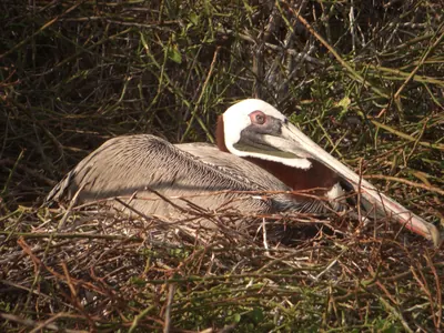 The Galápagos Islands — 4 May 2007