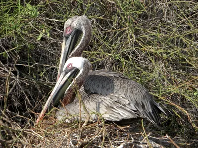 The Galápagos Islands — 4 May 2007