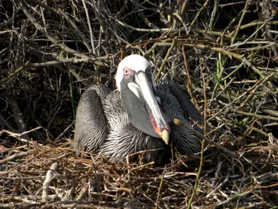The Galápagos Islands — 4 May 2007