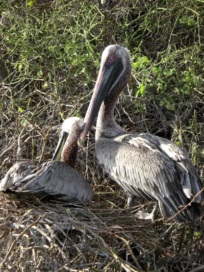 The Galápagos Islands — 4 May 2007
