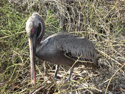 The Galápagos Islands — 4 May 2007