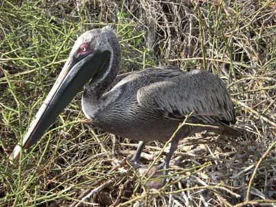 The Galápagos Islands — 4 May 2007