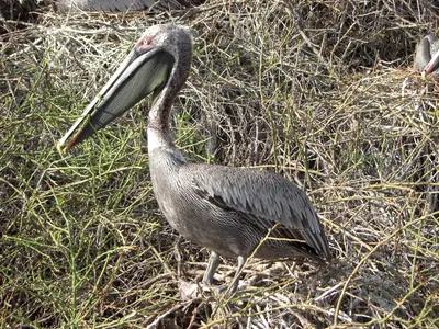 The Galápagos Islands — 4 May 2007