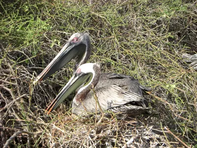 The Galápagos Islands — 4 May 2007