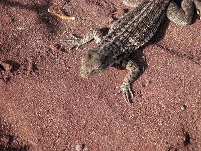 The Galápagos Islands — 4 May 2007